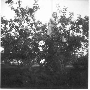 frugtplukning ca 1956301x301